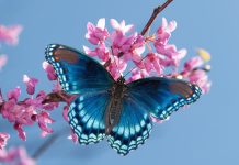 CRTICE ZA INSPIRACIJU: Leptirova borba – simbol samostalnosti, upornosti i jačanja