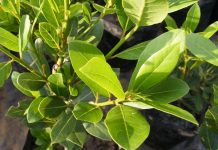 Lovorov list: Više od začina – prirodni saveznik vašeg zdravlja