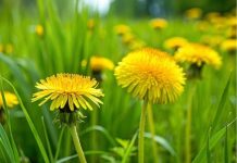 Simbol proljeća: ova biljka topi salo, čisti otrove iz jetre i smanjuje šećer